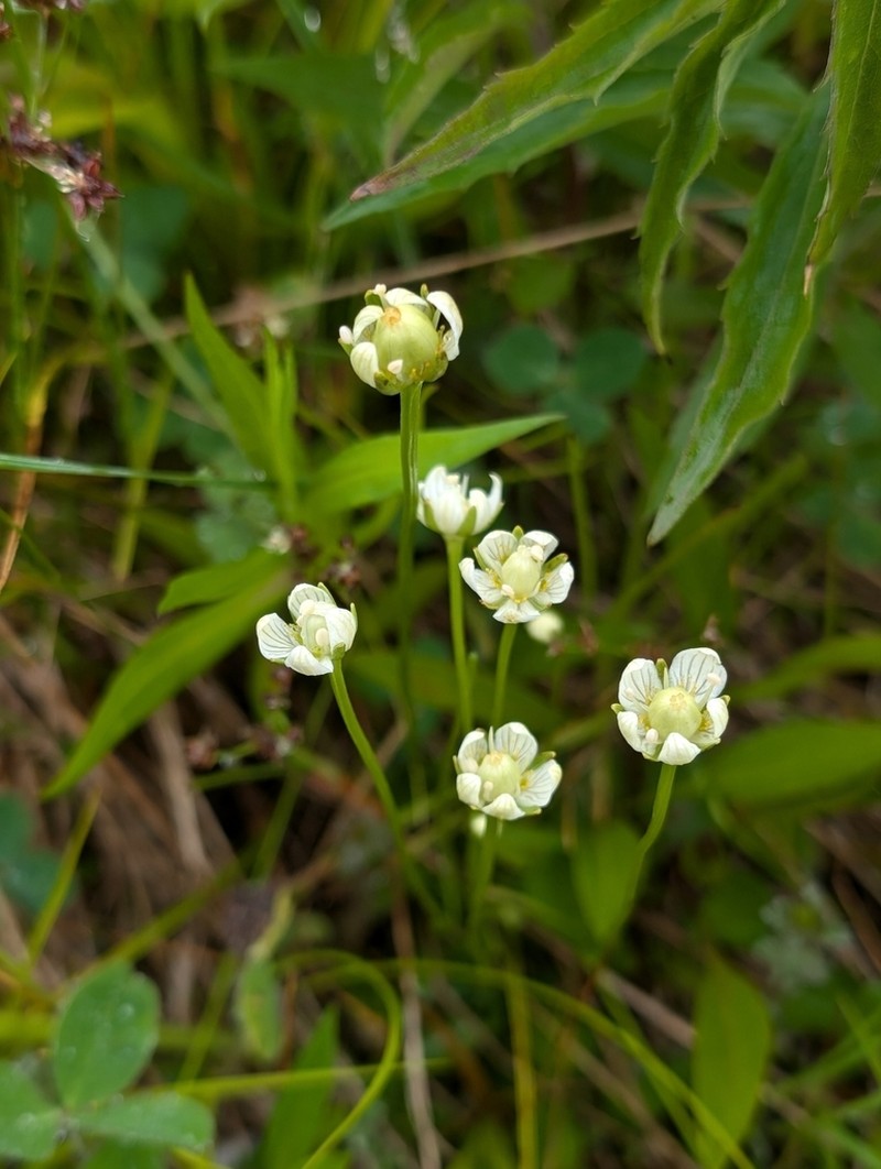 Parnassia parviflora photo 5