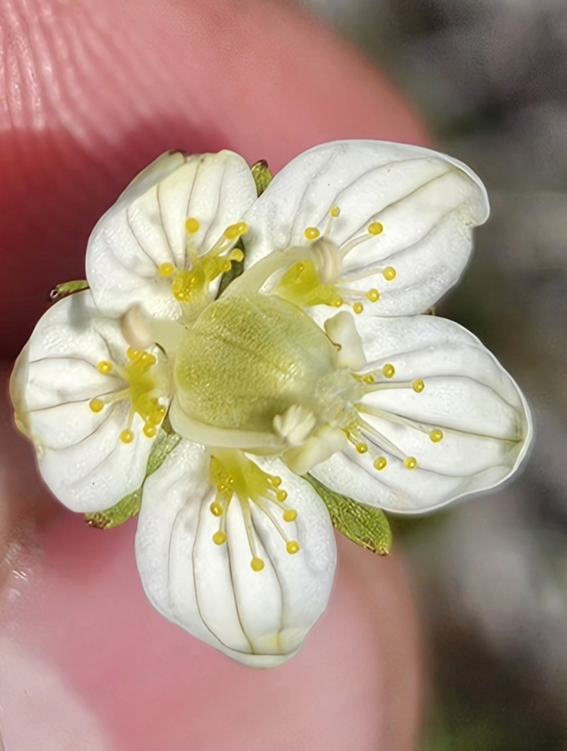 Parnassia parviflora photo 6