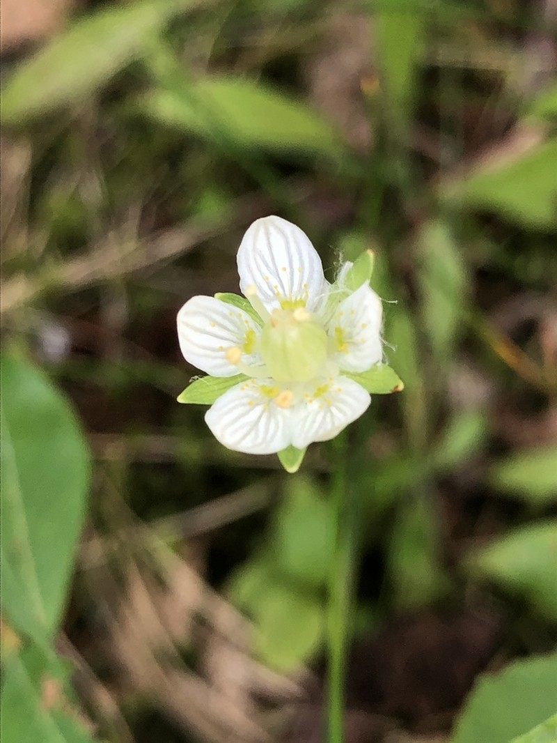 Parnassia parviflora photo 7
