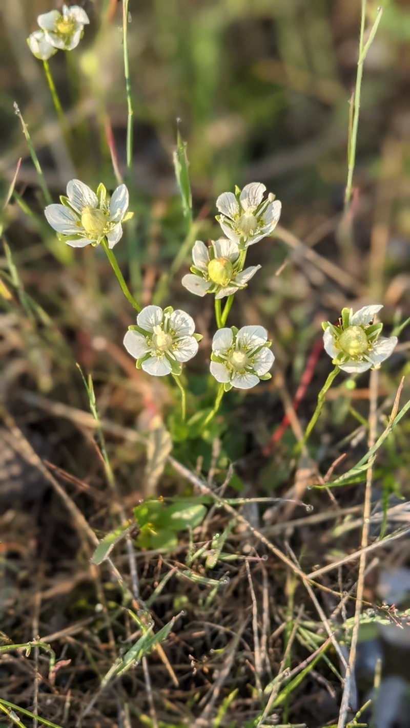 Parnassia parviflora photo 8