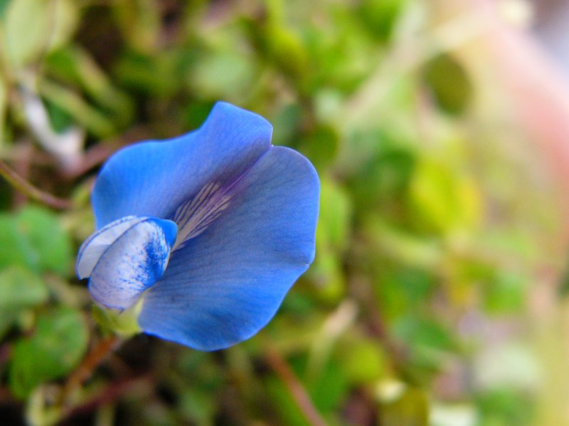 Blue-Oxalis