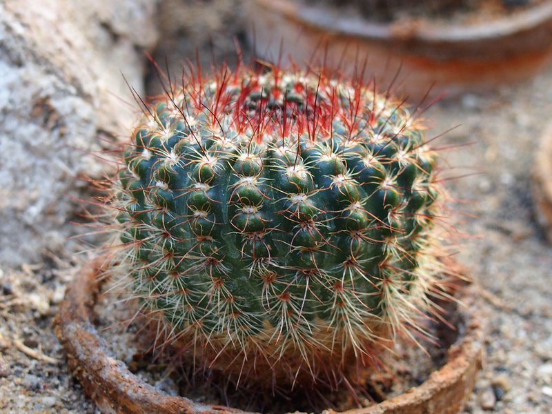 Parodia concinna