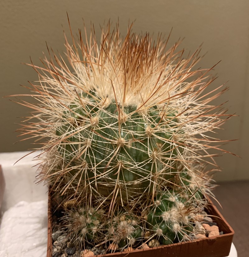 Parodia diersiana