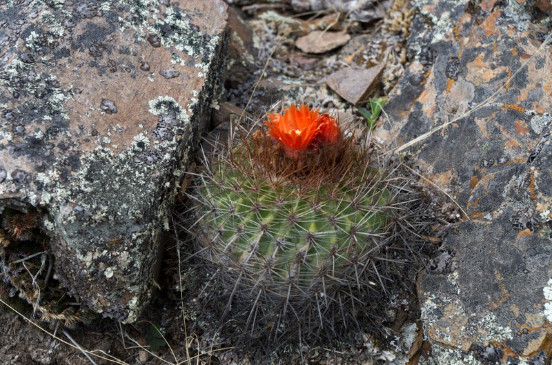 Parodia dorana
