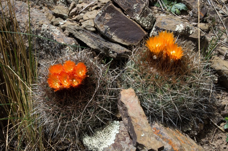 Parodia dorana photo 2