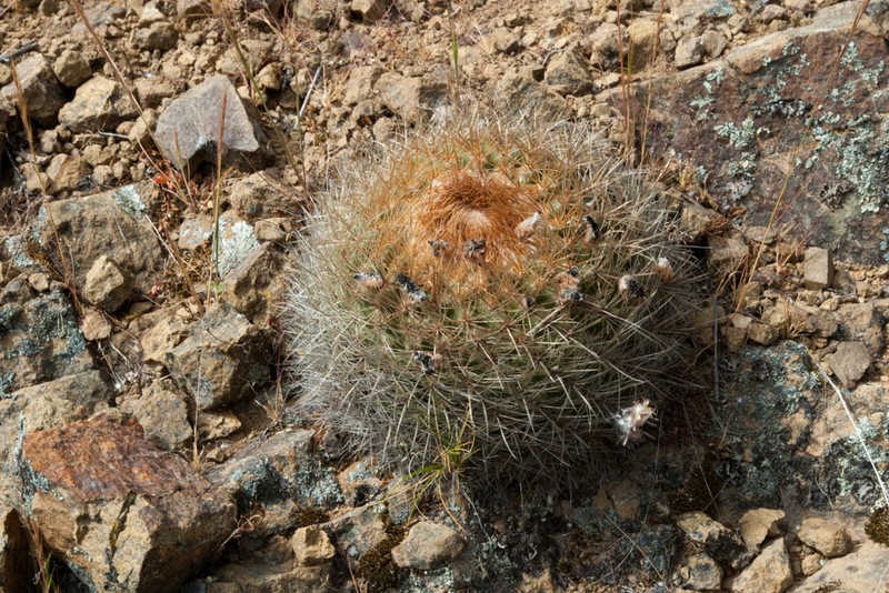 Parodia dorana photo 3