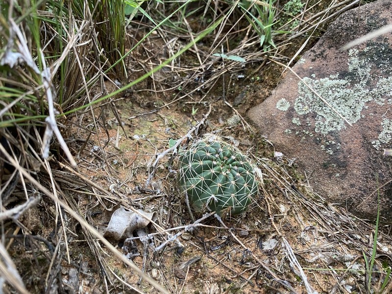 Parodia ibicuiensis