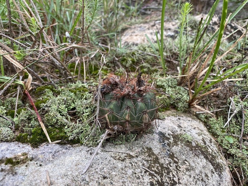 Parodia ibicuiensis photo 2