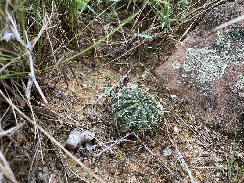 Parodia ibicuiensis photo 3