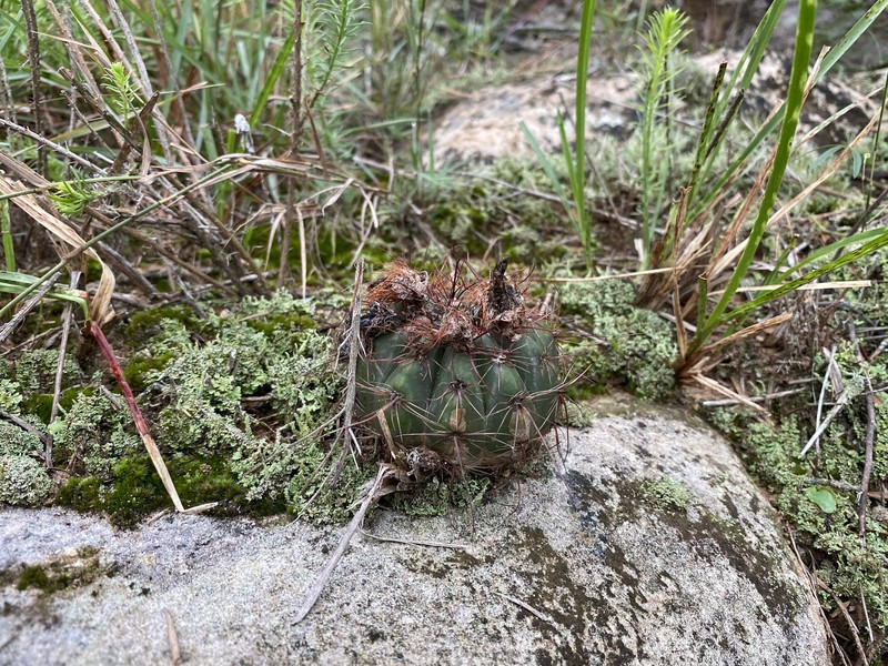 Parodia ibicuiensis photo 4