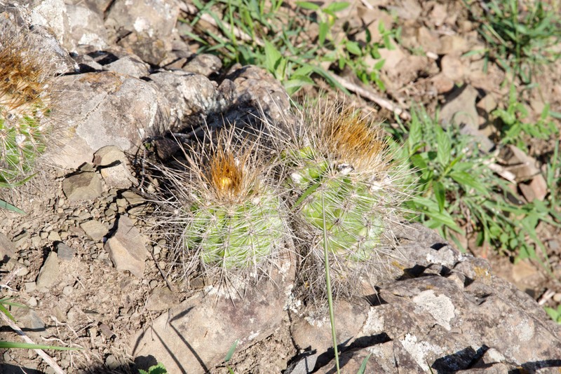 Parodia juckeri