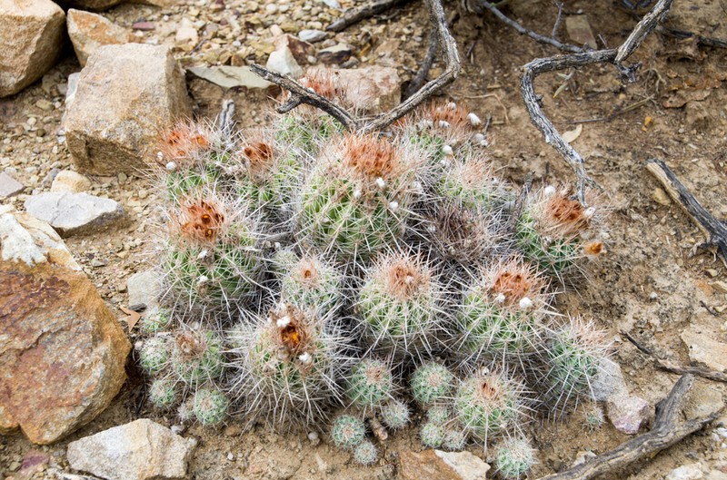 Parodia juckeri photo 2