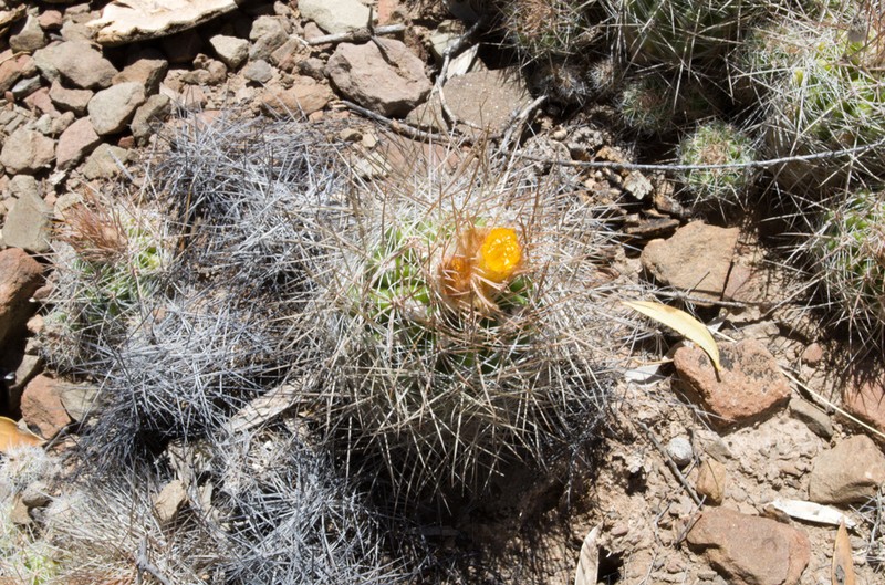 Parodia juckeri photo 3