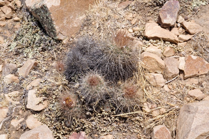 Parodia juckeri photo 4