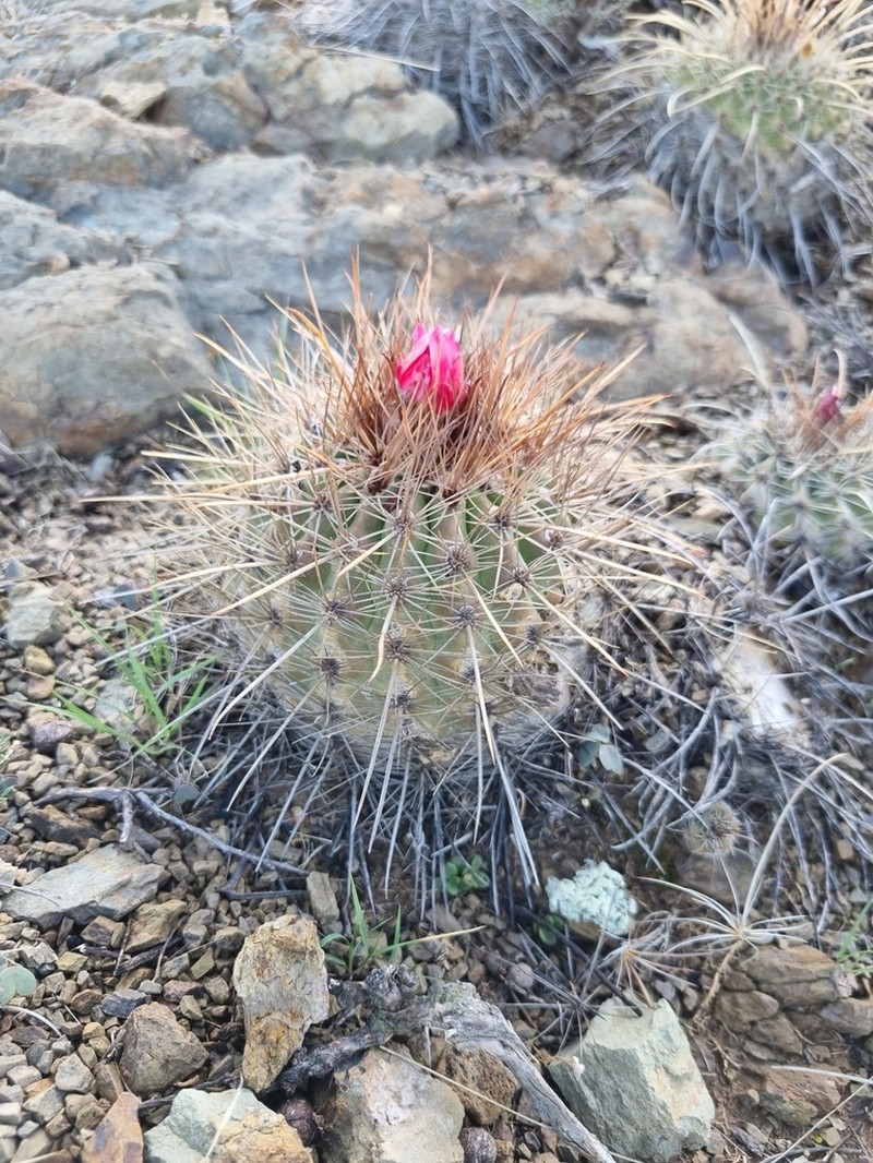 Parodia maassii photo 2