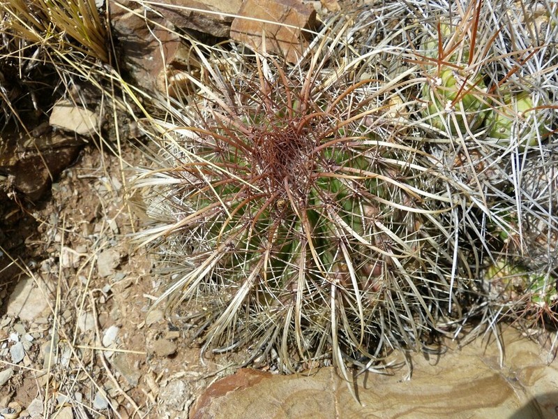 Parodia maassii photo 3