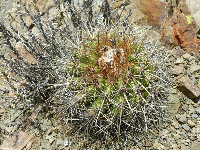 Parodia maassii photo 4