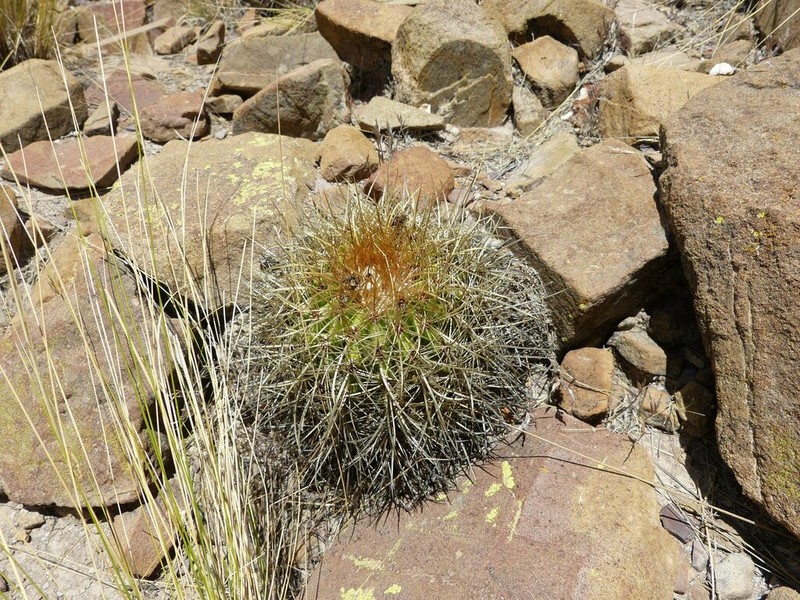 Parodia maassii photo 5