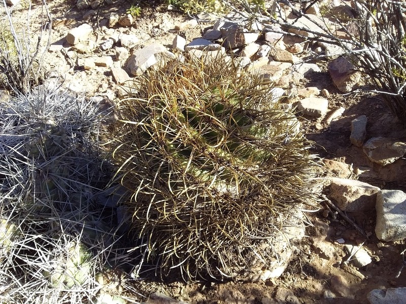 Parodia maassii photo 6