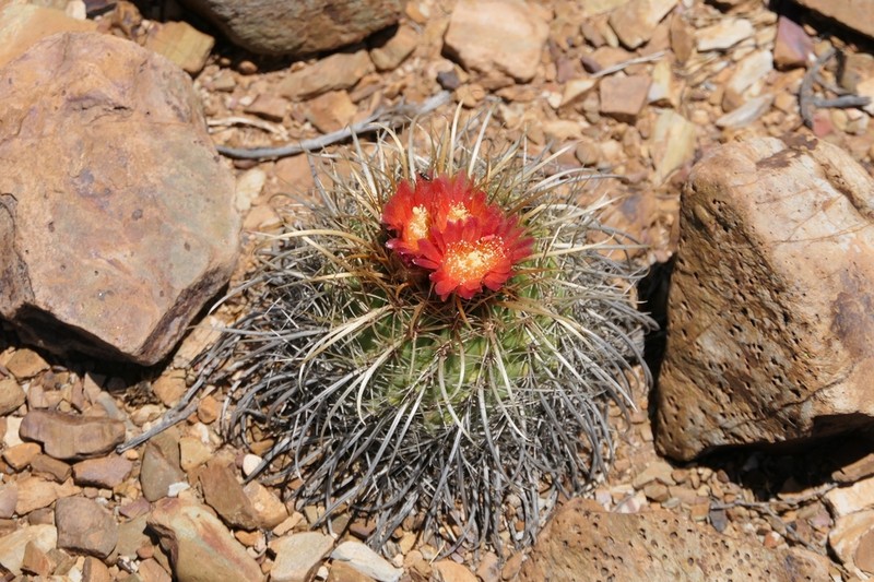 Parodia maassii photo 8