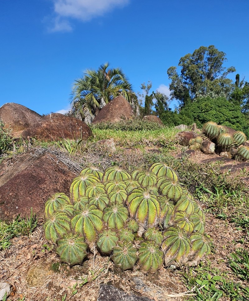 Parodia magnifica photo 2