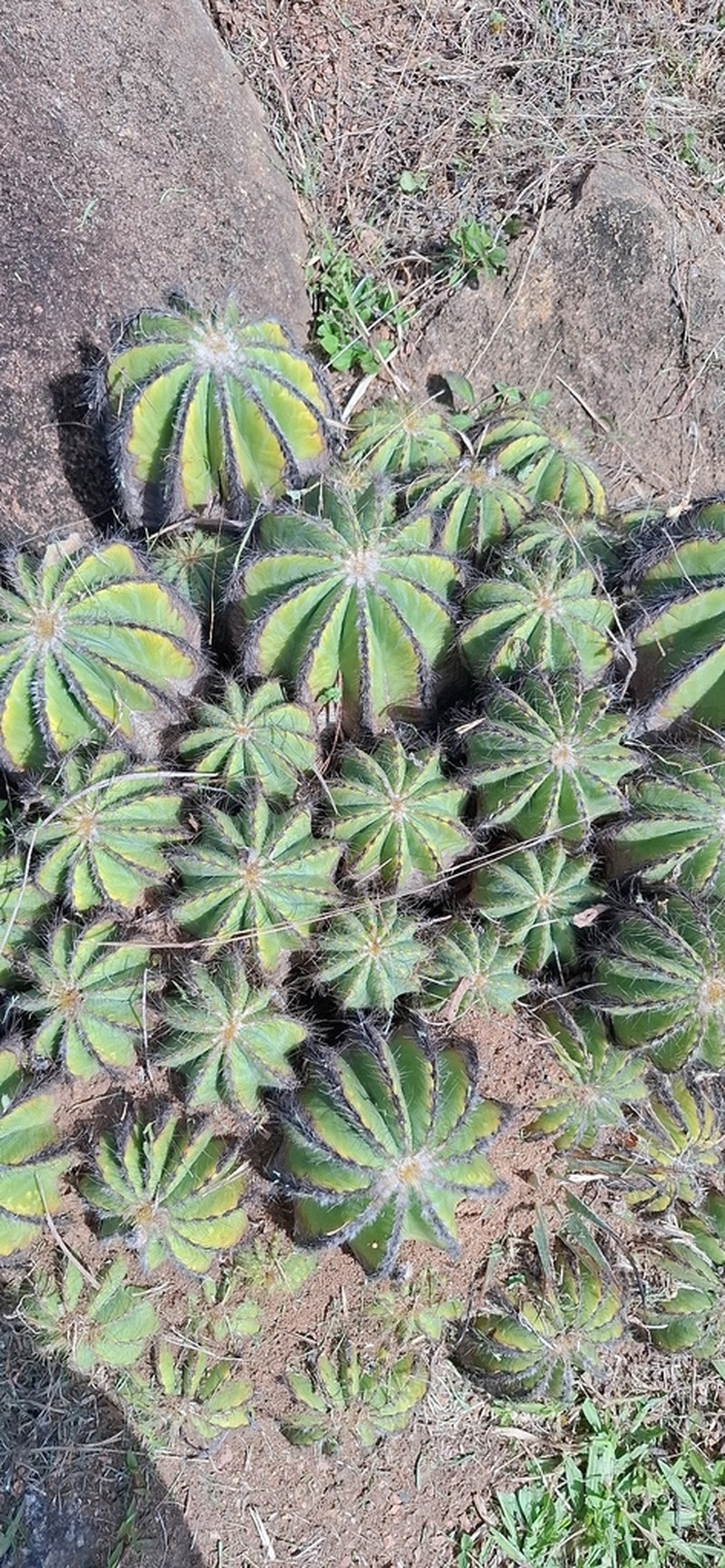 Parodia magnifica photo 3