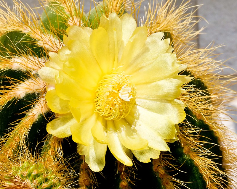 Parodia magnifica photo 5