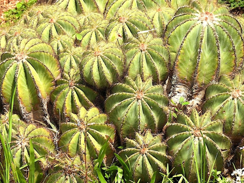 Parodia magnifica photo 6