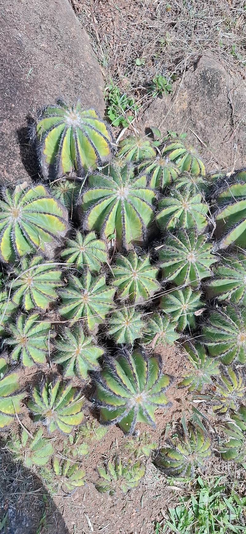 Parodia magnifica photo 7