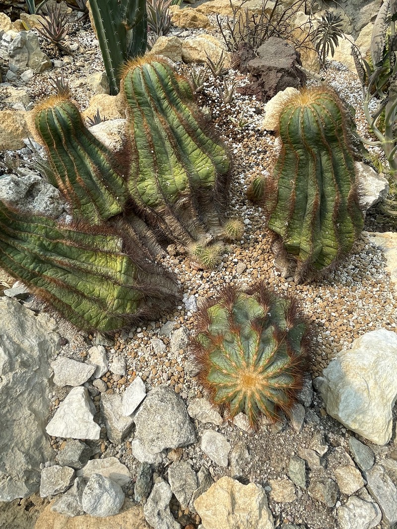 Parodia magnifica photo 8
