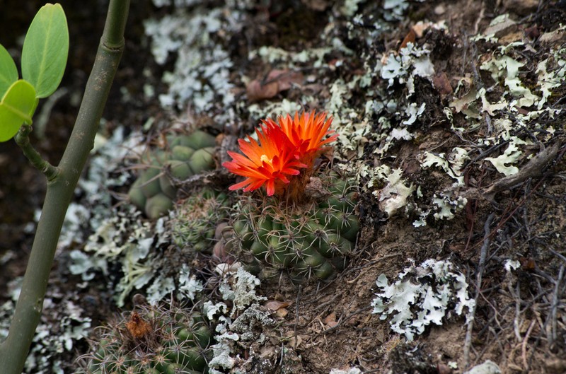 Parodia mairanana