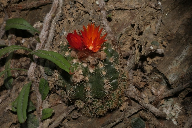 Parodia mairanana photo 2