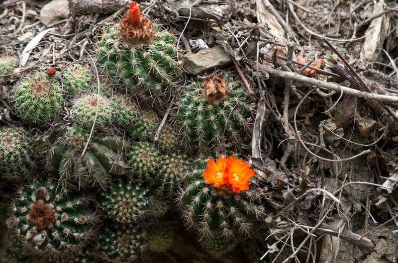 Parodia mairanana photo 3