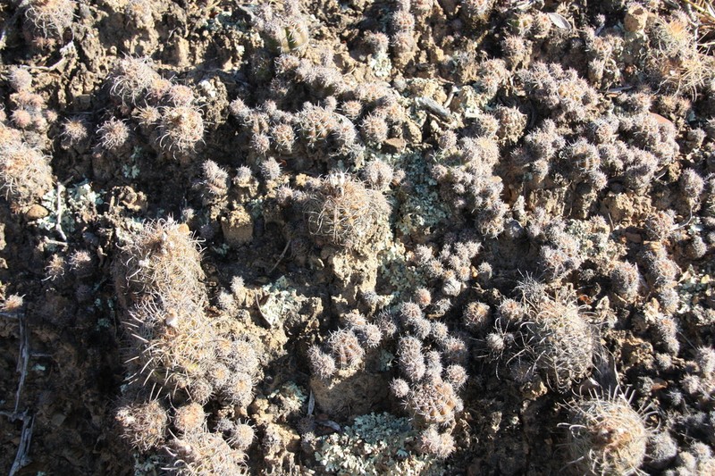Parodia mairanana photo 4