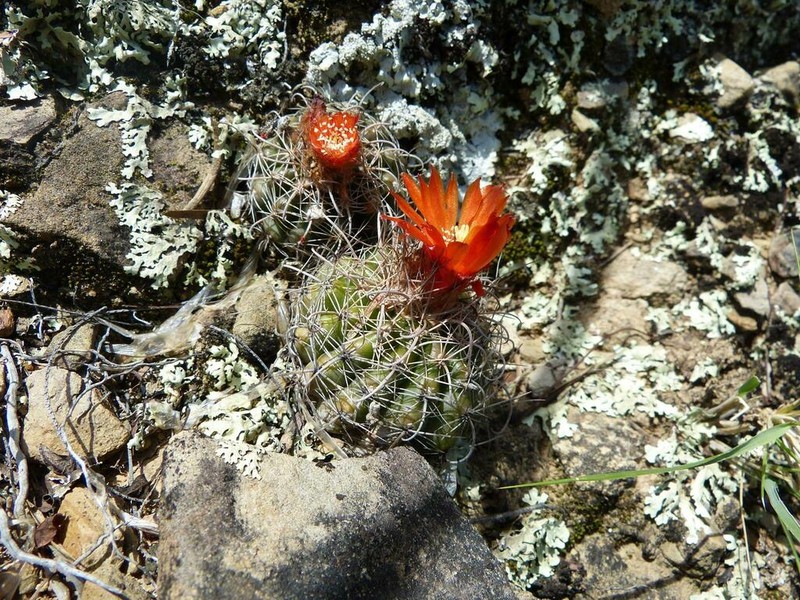 Parodia mairanana photo 5