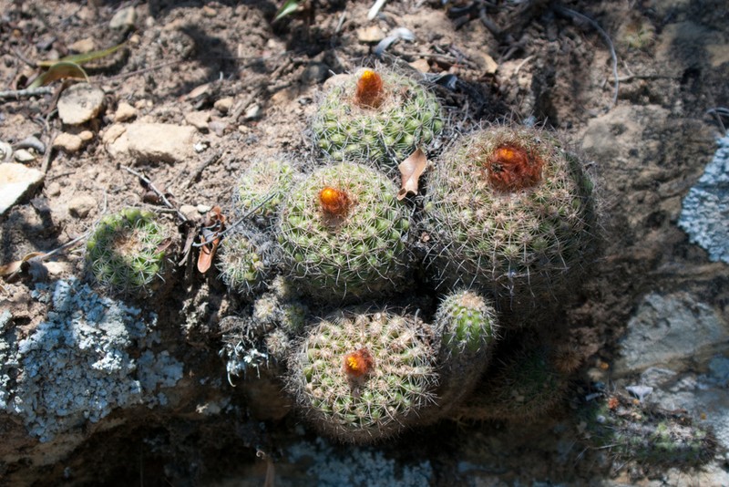 Parodia mairanana photo 6