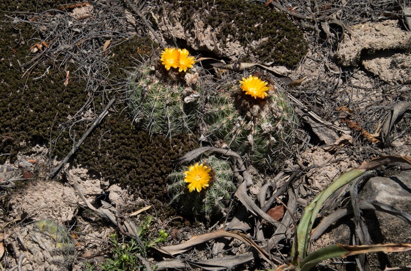 Parodia mairanana photo 7