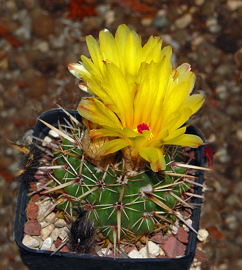 Parodia mammulosa
