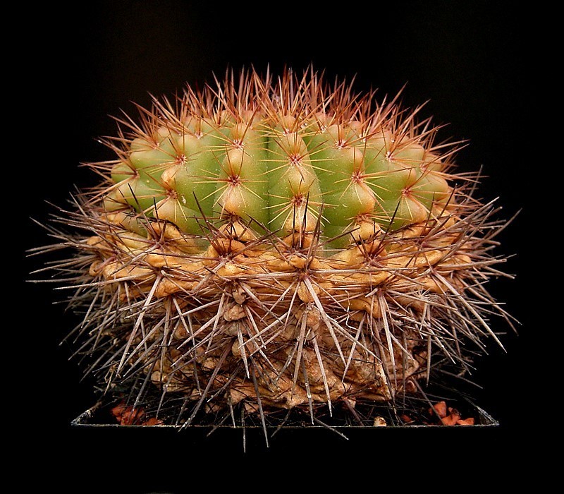 Parodia mammulosa photo 2