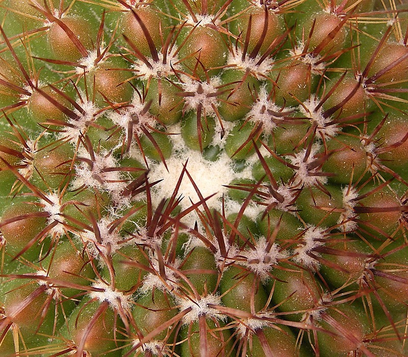 Parodia mammulosa photo 3