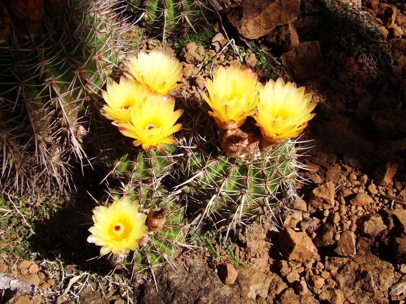 Parodia mammulosa photo 4