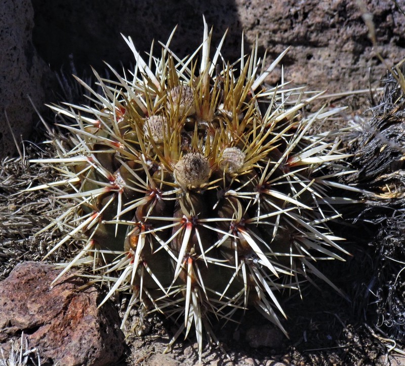Parodia mammulosa photo 5