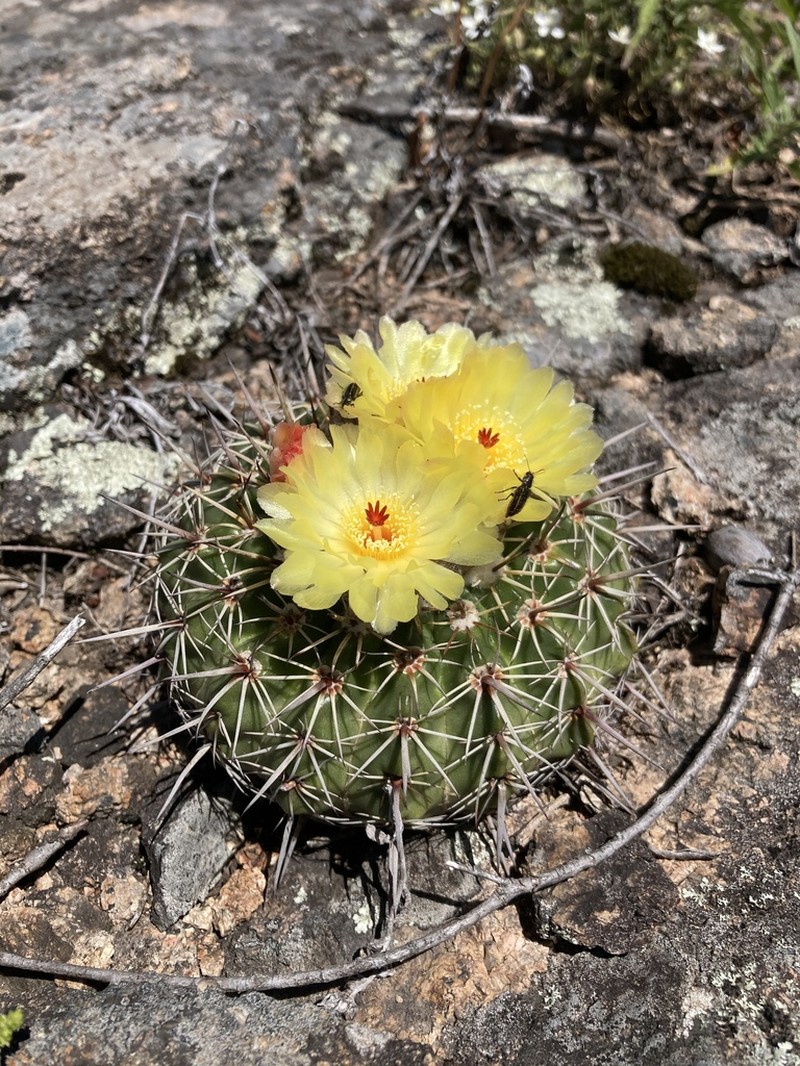 Parodia mammulosa photo 6