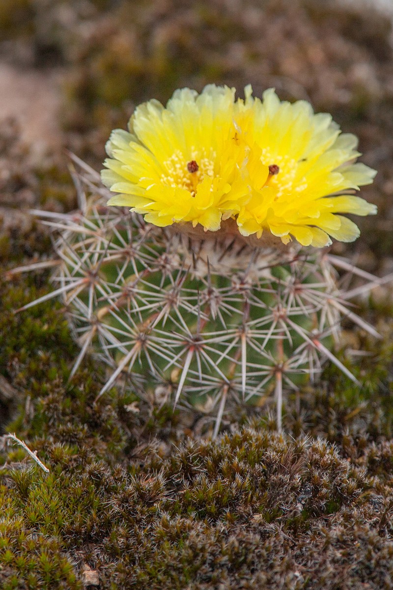Parodia mammulosa photo 7