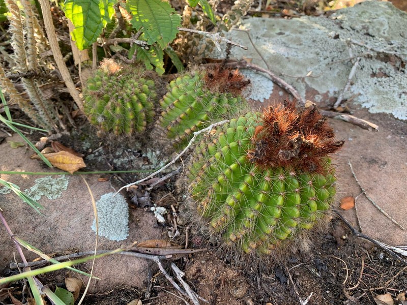 Parodia muricata photo 2