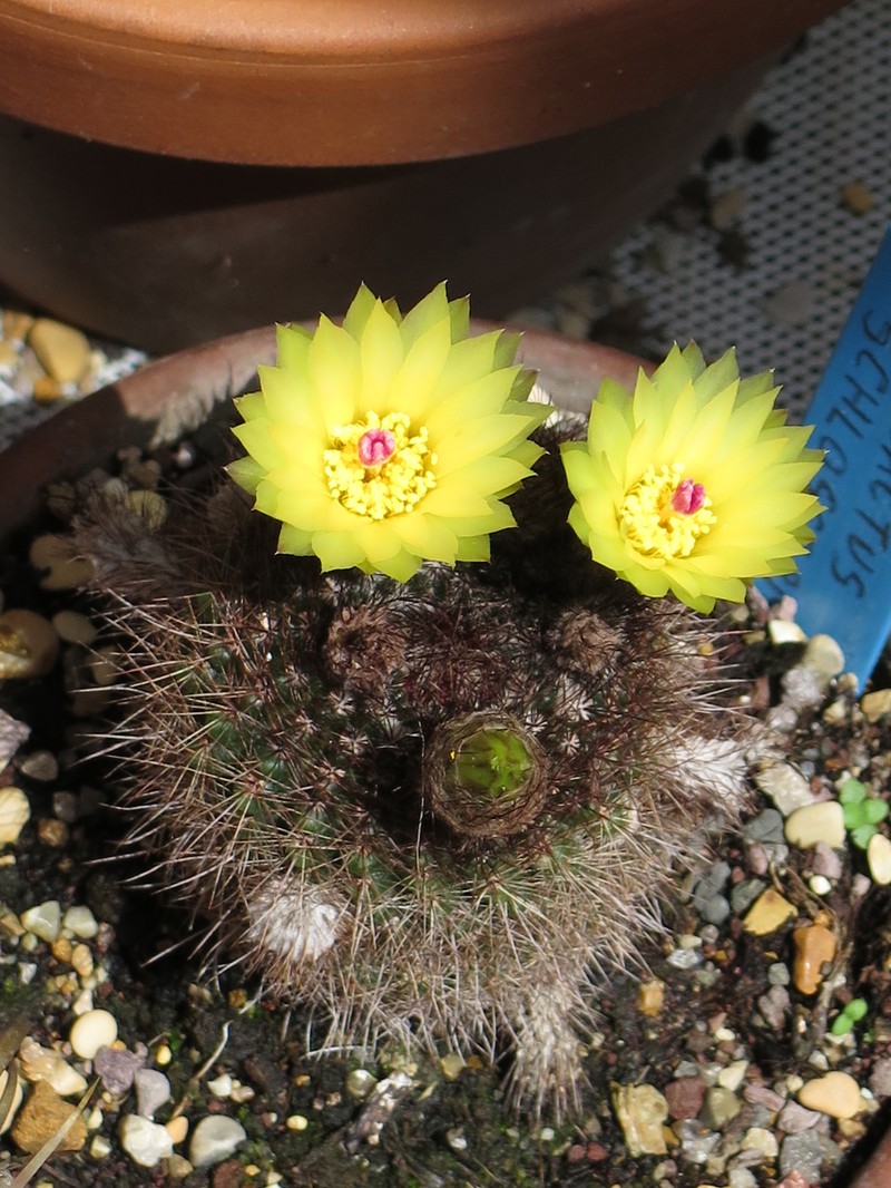 Parodia schlosseri