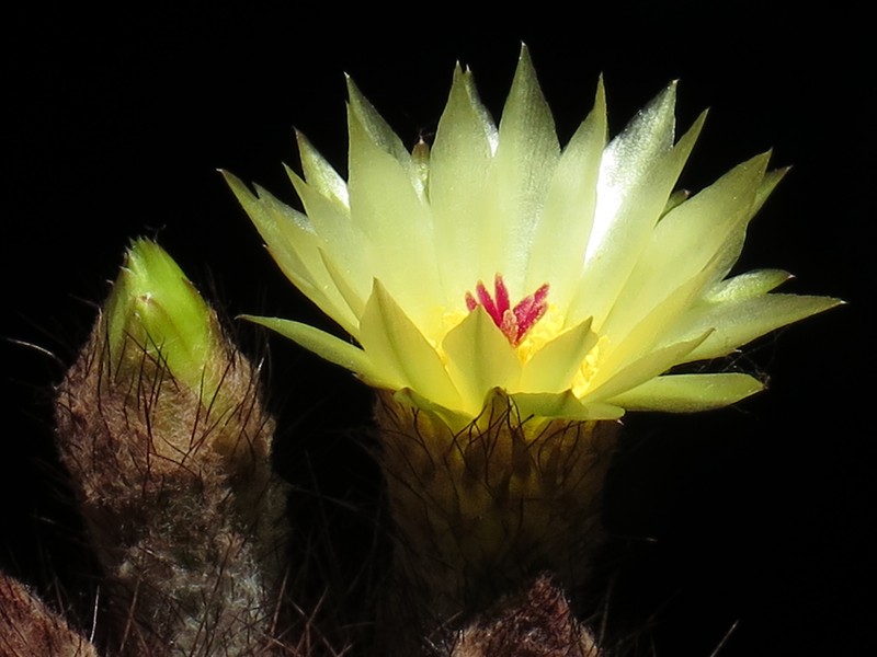 Parodia schlosseri photo 2