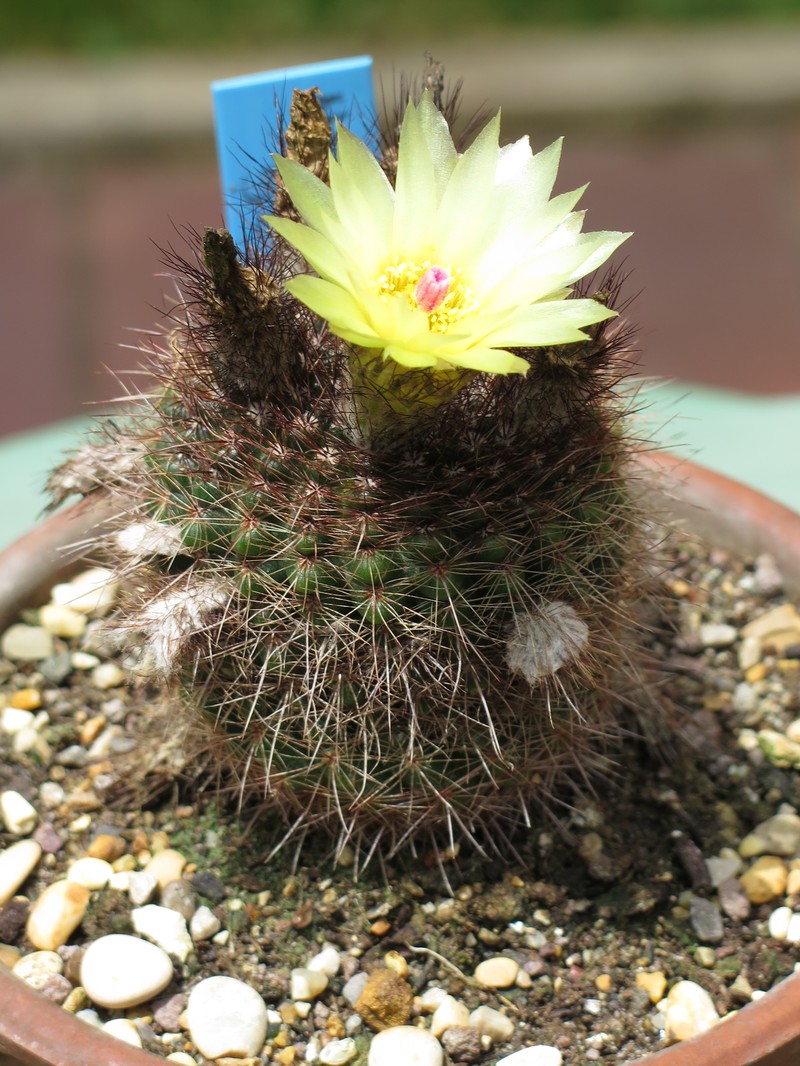 Parodia schlosseri photo 3