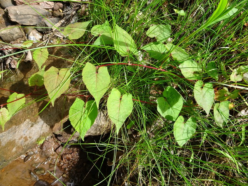 Parogonum ciliinode