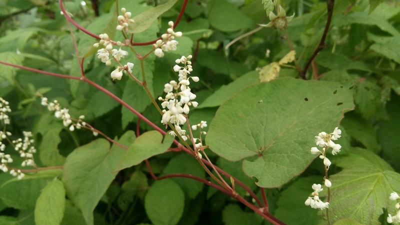 Parogonum ciliinode photo 2
